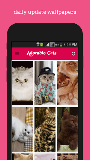 Adorable Cats wallpapers Screenshot 1