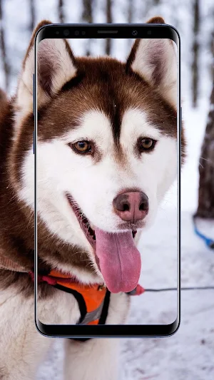 Siberian Husky Wallpapers and Backgrounds Screenshot 1