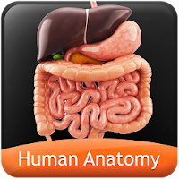 HumanAnatomy-Digestive