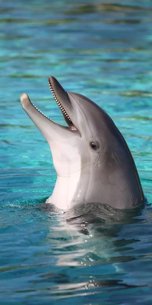 Dolphin Video Wallpapers Screenshot 2