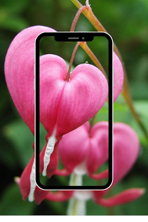 Flower Wallpapers Screenshot 0