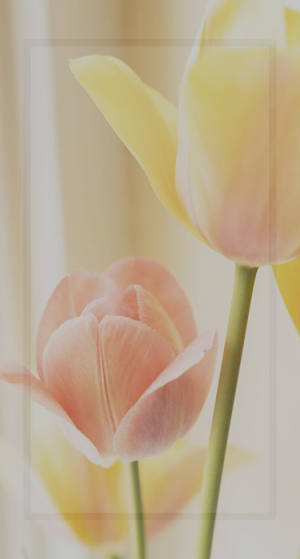Tulip Wallpaper HD Screenshot 0