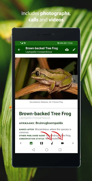 Frogs of Southern Africa LITE Screenshot 2
