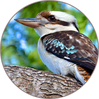 Kookaburra Sounds