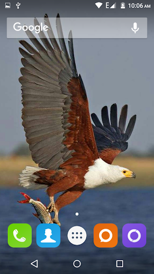 Eagle Wallpapers Hd Screenshot 2