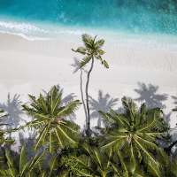 Tropical Aesthetic Wallpaper