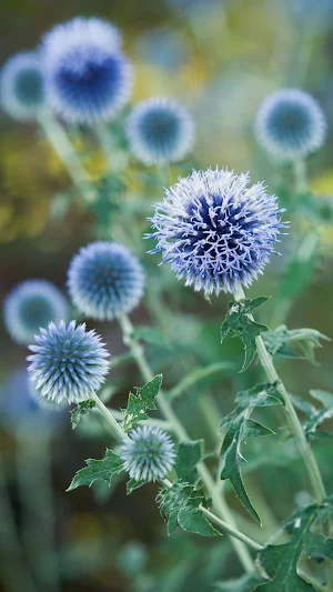 Globe Thistle Wallpaper Screenshot 3