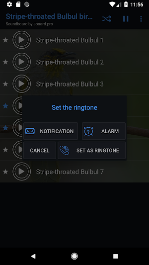 Stripe-throated Bulbul bird Sounds ~ Sboard.pro Screenshot 2