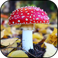 Mushroom wallpapers
