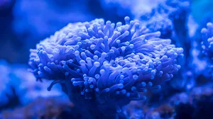 Coral Wallpapers Screenshot 2