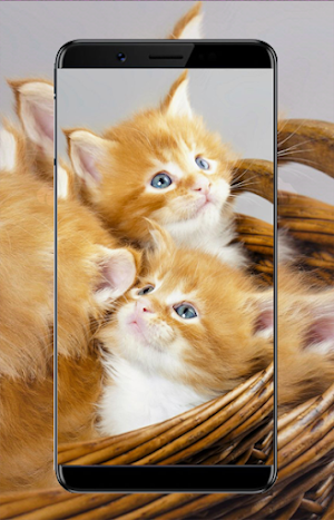 Cats Wallpaper Screenshot 0