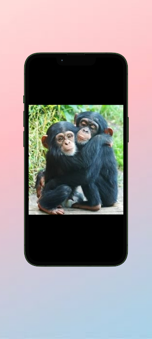 Simpanse WalL Screenshot 0