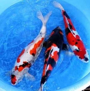 Koi Fish Screenshot 1