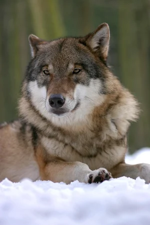 Wolf Wallpaper HD : backgrounds & themes Screenshot 3