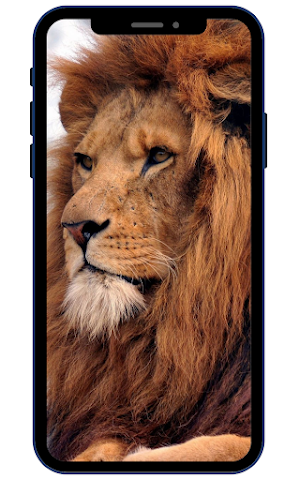 Lion Wallpapers Screenshot 1