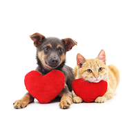 Best Pet Products