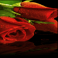Red Roses Live Wallpaper