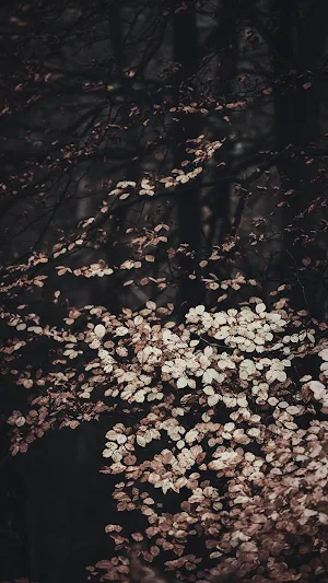 Fall Wallpapers 2022 Screenshot 3