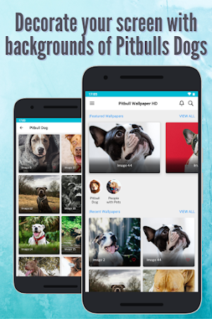 Pitbull Dog Wallpaper: Full HD Screenshot 3