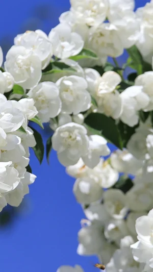 Jasmine Wallpaper Screenshot 1