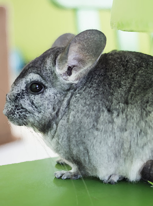 Chinchilla sounds ~ Sboard.pro Screenshot 0