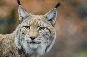 Lynx wallpapers Screenshot 0