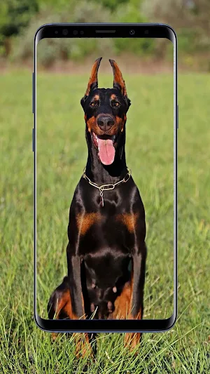 Doberman Dogs Wallpapers Screenshot 0