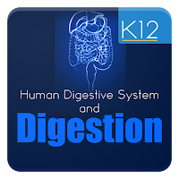 Human Digestive System