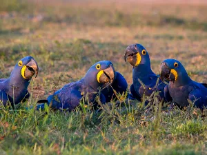 Hyacinth Macaw Wallpaper HD Screenshot 2