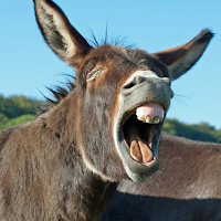 Donkey Sounds