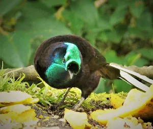 Astrapia Bird Wallpapers Screenshot 3