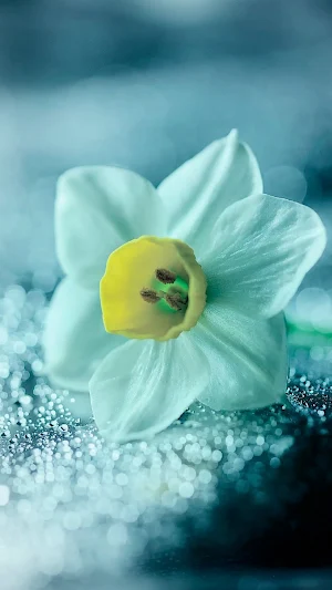 Daffodil Wallpapers Screenshot 3