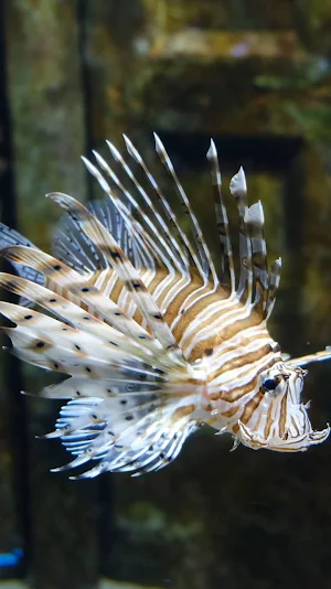 lionfish wallpaper Screenshot 0