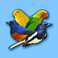 Bird Chirping Collection