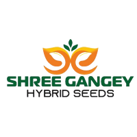 Shree Gangey Hybrid Seeds