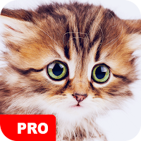 Cute Animal Wallpapers PRO