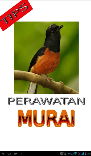 Tips Perawatan Burung Murai Batu Screenshot 0