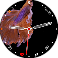 BFF24 - Animation Siames Fish