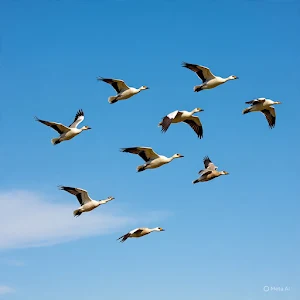 Birds Flying Wallpapers Screenshot 0