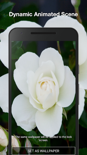 White Rose Live Wallpaper Screenshot 1