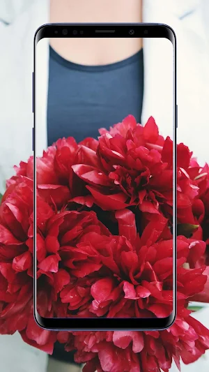 Peonies Flower Wallpapers Screenshot 2
