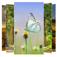 Nature Wallpaper