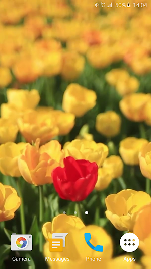 Tulips 4K Live Wallpaper Screenshot 2