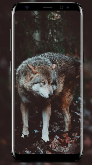 Wolf Wallpapers screenshot 7