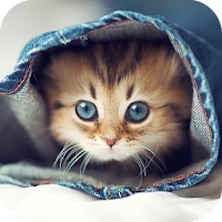 Jenis Ras Kucing