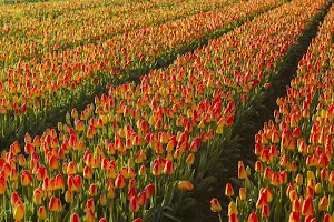 Netherlands wallpapers Screenshot 0