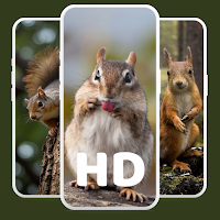Cute Squirrel Wallpaper HD