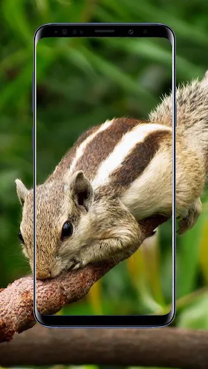 Squirrel Wallpapers Screenshot 0