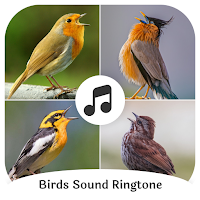 Birds Call Sound And Ringtones