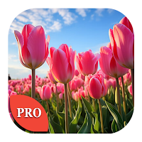 Tulip Wallpapers PRO